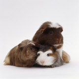 Brownhead Sow Guinea Pig with Two Four-Week Babies, UK Affiches par Jane Burton