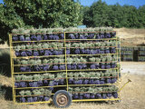 Drying Cut Lavander Flowers after Harvest, Sault, Provence, France, June 2004 Photo by Inaki Relanzon