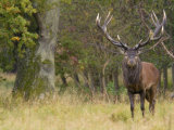 Red Deer Stag with Vegetation on Antlers During Rut, Dyrehaven, Denmark Poster von Edwin Giesbers