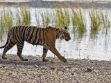 Bengal Tiger Walking by Lake, Ranthambhore Np, Rajasthan, India Posters by T.j. Rich