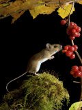 Wood Mouse Investigating Black Bryony Berries, UK Posters by Andy Sands