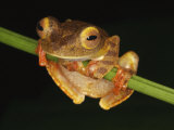 Harlequin Tree Frog on Stem of Rainforest Plant, Danum Valley, Sabah, Borneo Posters by Tony Heald