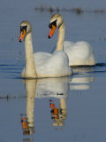 Two Mute Swans, Hornborgasjon Lake, Sweden Posters by Inaki Relanzon