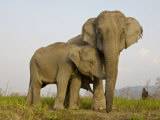 Indian Elephant Mother with 5-Day Baby and its Older Sibling, Controlled Conditions, Assam, India Posters by T.j. Rich