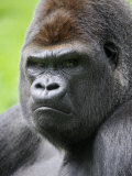 Male Silverback Western Lowland Gorilla Head Portrait, France Plakater av Eric Baccega