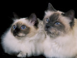 Two Birman Cats Showing Deep Blue Eyes Poster von Adriano Bacchella