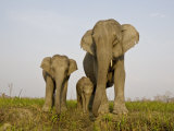 Indian Elephant Mother with 5-Day Baby and its Older Sibling, Controlled Conditions, Assam, India Posters by T.j. Rich