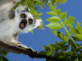 Ring-Tailed Lemur Looking Down from Tree, Anja Private Reserve, Near Ambalavao, Central Madagascar Poster von Inaki Relanzon
