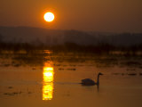 Whooper Swan, Hornborgasjon Lake, Sweden Posters by Inaki Relanzon