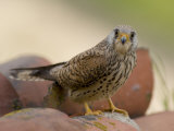 Lesser Kestrel Female on Roof Tiles, South Spain Kunstdrucke von Inaki Relanzon