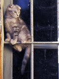Scottish Fold Cat Balanced on Window Bar, Italy Bilder av Adriano Bacchella Scottish Fold Cat Balanced on Window Bar, Italy Bilder av Adriano Bacchella