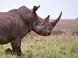 Northern White Rhinoceros Garamba Np, Dem Rep Congo. 1989 Posters by Mark Carwardine