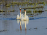 Two Mute Swans on Water, Hornborgasjon Lake, Sweden Posters by Inaki Relanzon