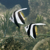 Longfin Bannerfish Wimplefish Pennant Coralfish Captive, from Indo-Pacific Prints by Jane Burton