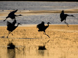 Sandhill Cranes Flying, Bosque Del Apache National Wildlife Refuge, New Mexico, USA Posters by Mark Carwardine