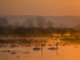 Whooper Swans at Sunrise, Hornborgasjon Lake, Sweden Posters by Inaki Relanzon