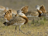 Geat Bustard Flock, Extremadura, South Spain Photo by Inaki Relanzon