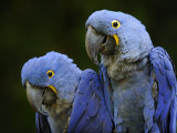 Hyacinth Macaw Pair, from South America, Endangered Plakater av Eric Baccega