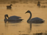 Whooper Swan and Mute Swan, Hornborgasjon Lake, Sweden Posters by Inaki Relanzon