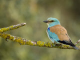Common Roller Perched, South Spain Poster von Inaki Relanzon