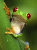 Red Eyed Tree Frog Portrait, Costa Rica Poster von Edwin Giesbers