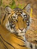Bengal Tiger Resting Portrait, Ranthambhore Np, Rajasthan, India Posters by T.j. Rich