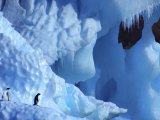 Two Adelie Penguins on Iceberg, Antarctica Poster von Edwin Giesbers