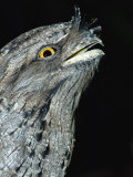 Tawny Frogmouth Captive, Rainforest Habitat Wildlife Sanctuary, Port Douglas, Queensland, Australia Posters by Mark Carwardine