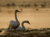 Two Whooper Swans, Hornborgasjon Lake, Sweden Photo by Inaki Relanzon