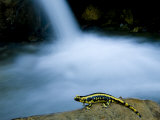 European Salamander on Rock in Stream, Pyrenees, Navarra Region, Spain Posters by Inaki Relanzon