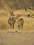 Chital Spotted Deer Mother and Young, Ranthambhore Np, Rajasthan, India Posters by T.j. Rich