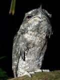 Tawny Frogmouth Captive, Rainforest Habitat Wildlife Sanctuary, Port Douglas, Queensland, Australia Posters by Mark Carwardine