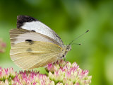 Large Cabbage White Butterfly on Sedum Flowers, UK Posters by Andy Sands