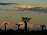 Baobab Trees in Baobabs Avenue, Near Morondava, West Madagascar Posters by Inaki Relanzon