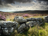 Dry Stone Wall, Near Birch Tor, Dartmoor Np, Devon. September 2008 Poster by Ross Hoddinott