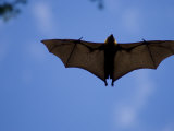 Madagascar Flying Fox Fruit Bat in Flight, Berenty Private Reserve, South Madagascar Posters by Inaki Relanzon