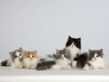 Persian Cat, Five Kittens, Silver-And-White, Black-And-White and Ginger-And-White Sitting in Line Posters par Petra Wegner