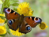 Peacock Butterfly on Fleabane Flowers, Hertfordshire, England, UK Posters by Andy Sands