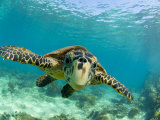 Sea Turtle, Swimming Underwater, Nosy Be, North Madagascar Posters par Inaki Relanzon
