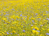Summer Wildflower Meadow with Corn Marigold and Cornflower Uk, July Foto von Gary Smith