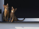 Two Somali Cats Sitting on Window Ledge, Italy Posters par Adriano Bacchella