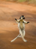 Verreaux's Sifaka 'Dancing', Berenty Private Reserve, South Madagascar Kunstdrucke von Inaki Relanzon