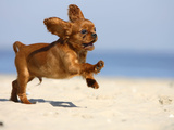 Cavalier King Charles Spaniel, Puppy, 14 Weeks, Ruby, Running on Beach, Jumping, Ears Flapping Photographie par Petra Wegner