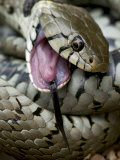 Grass Snake Feigning Death, Hertfordshire, England, UK Posters by Andy Sands