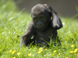 Western Lowland Gorilla Female Baby Scratching Head. Captive, France Plakater av Eric Baccega