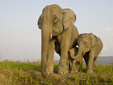 Indian Elephant Mother with 5-Day Baby and its Older Sibling, Controlled Conditions, Assam, India Posters by T.j. Rich