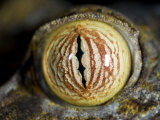 Close Up of Eye of Leaf Tailed Gecko Eye Detail, Nosy Mangabe, Northeast Madagascar Poster von Inaki Relanzon