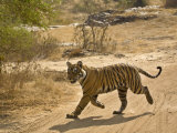 Bengal Tiger Hunting, Ranthambhore Np, Rajasthan, India Posters by T.j. Rich