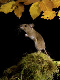 Wood Mouse Standing Up under Beech Leaves in Autumn, UK Posters by Andy Sands