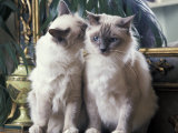 Two Birman Cats Sitting on Furniture, Interacting Poster von Adriano Bacchella